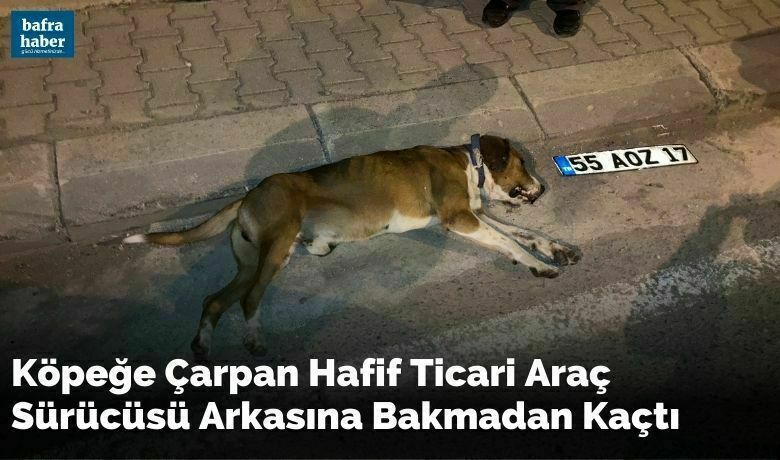Köpeğe Çarpan Hafif Ticari Araç Sürücüsü Arkasına Bakmadan Kaçtı