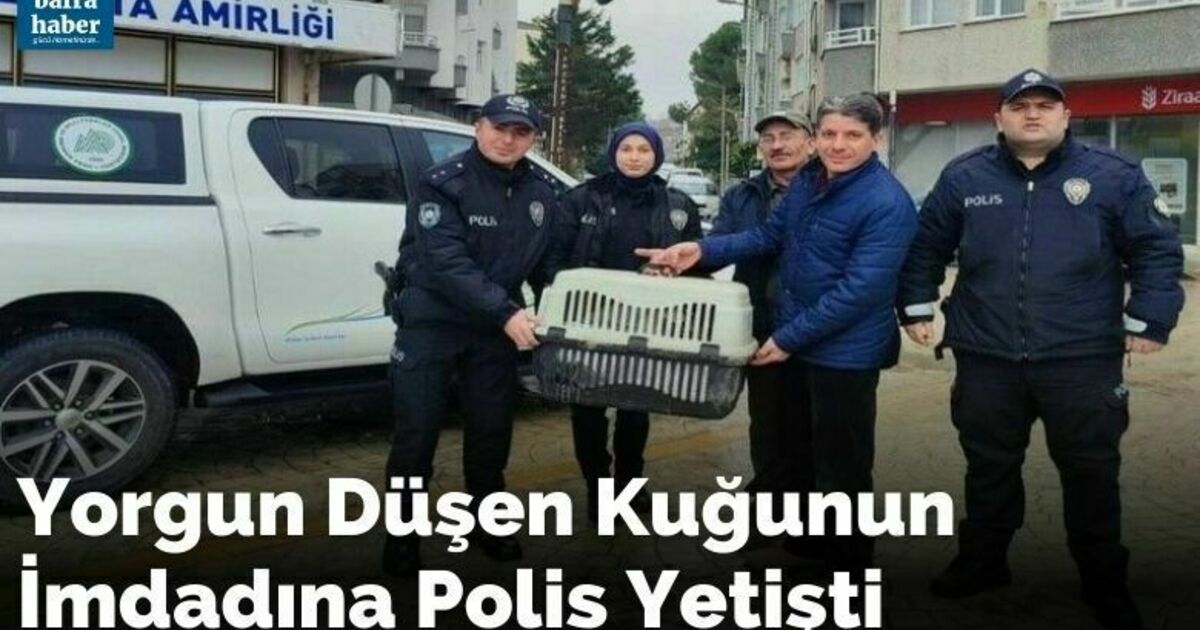 Yorgun düşen kuğunun imdadına polis yetişti
