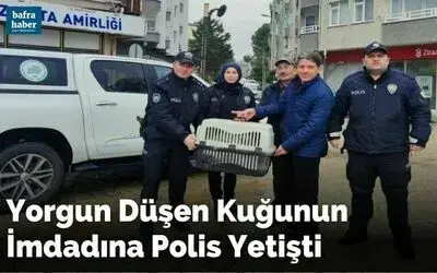 Yorgun düşen kuğunun imdadına polis yetişti