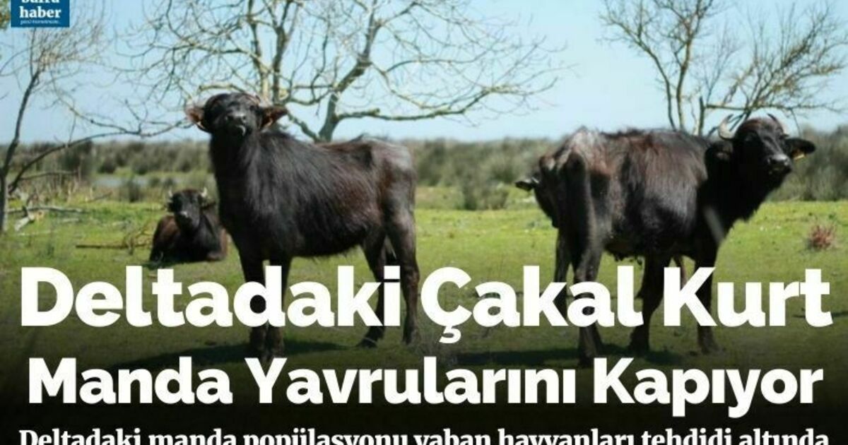 Deltadaki çakal kurt manda yavrularını kapıyor
