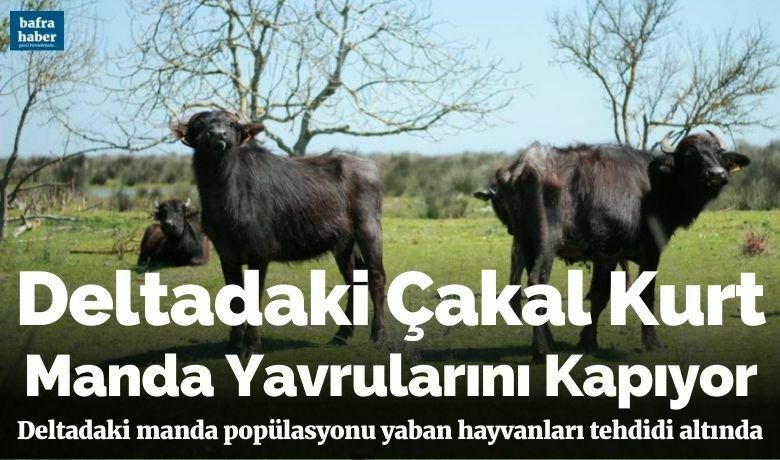 Deltadaki çakal kurt manda yavrularını kapıyor