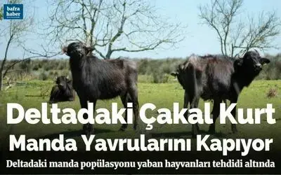 Deltadaki çakal kurt manda yavrularını kapıyor