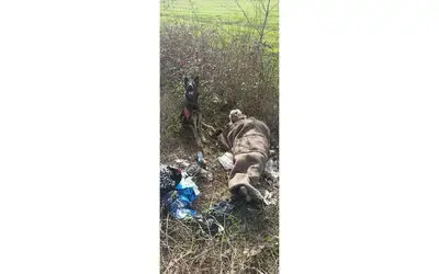 Kaybolan yaşlı adamı jandarma iz takip köpeği buldu
