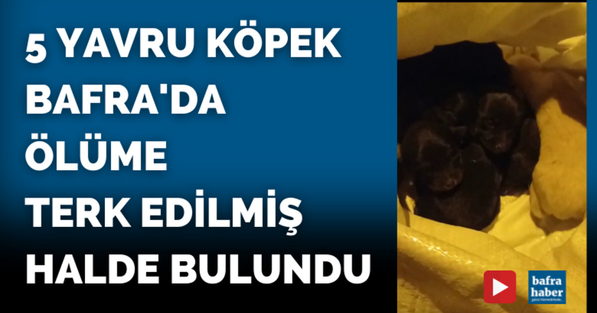 5 yavru köpek Bafra'da ölüme terk edilmiş halde bulundu