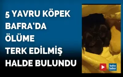 5 yavru köpek Bafra'da ölüme terk edilmiş halde bulundu
