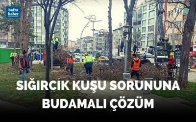 Sığırcık Kuşu Sorununa Budamalı Çözüm