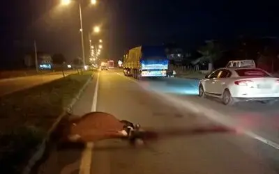 Karayolunda başıboş gezen inekler faciaya neden oluyordu
