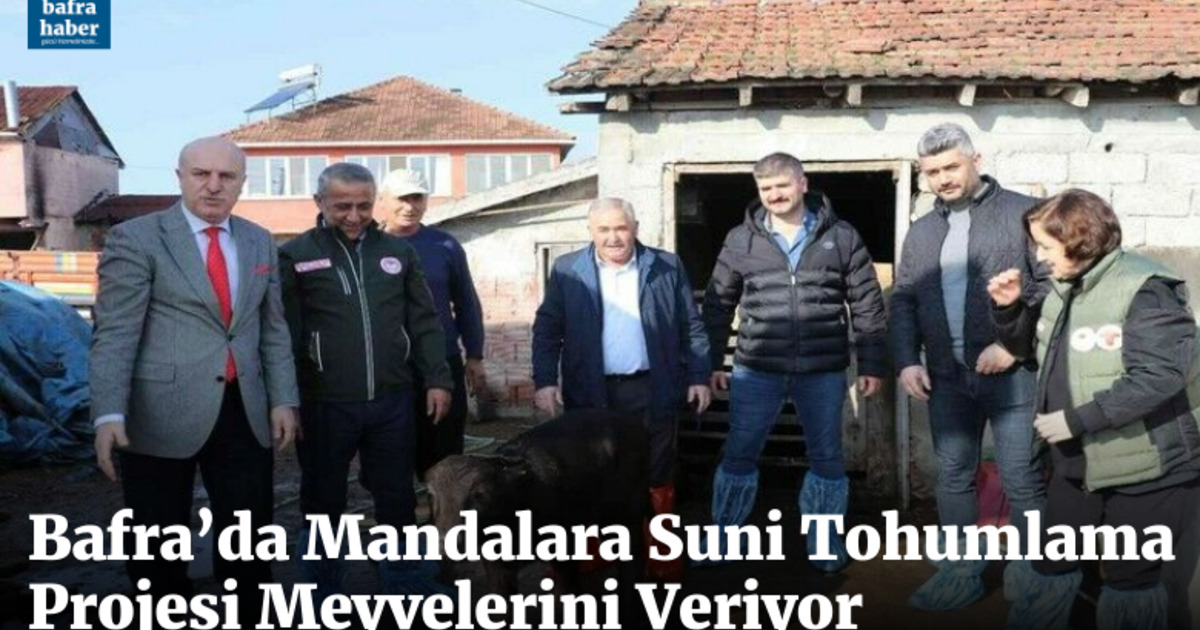 Bafra’da mandalara suni tohumlama projesi meyvelerini veriyor