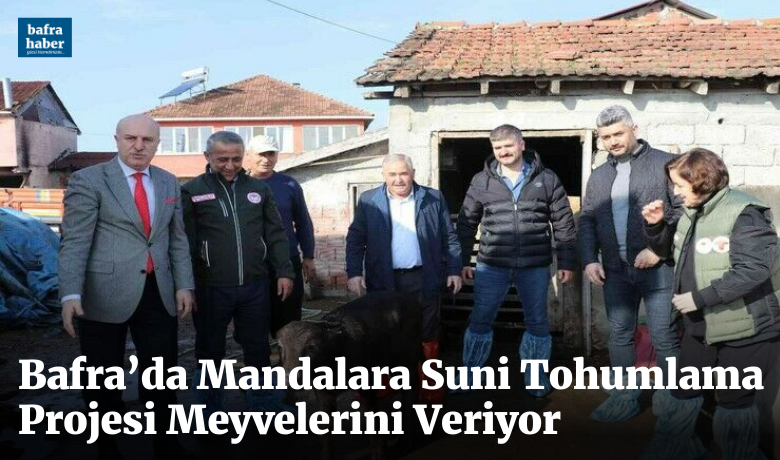 Bafra’da mandalara suni tohumlama projesi meyvelerini veriyor