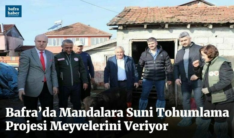 Bafra’da mandalara sunitohumlama projesi meyvelerini veriyor