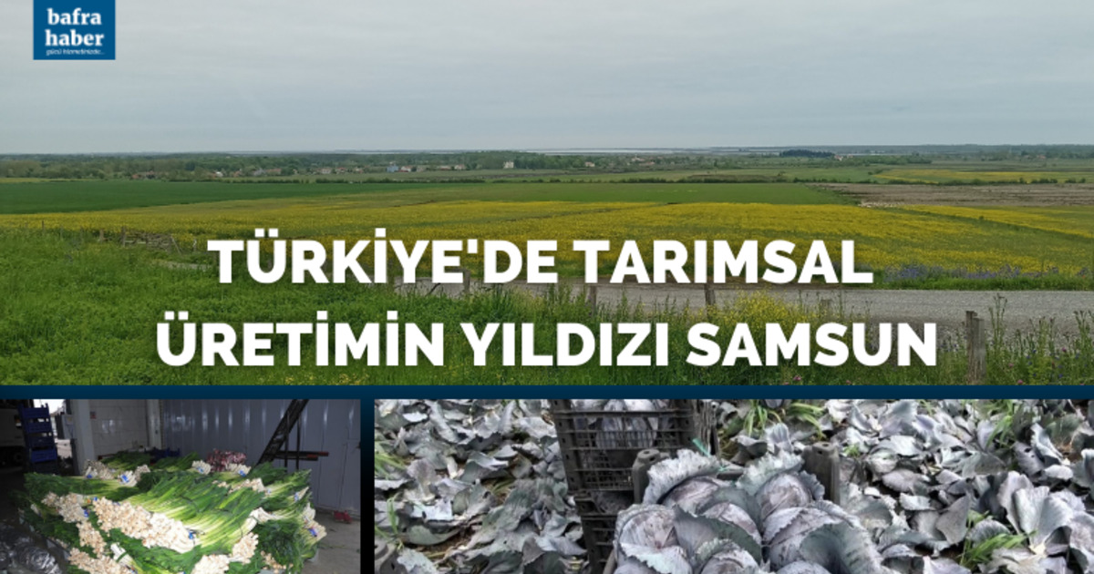 Türkiye’de tarımsal üretimin yıldızı Samsun