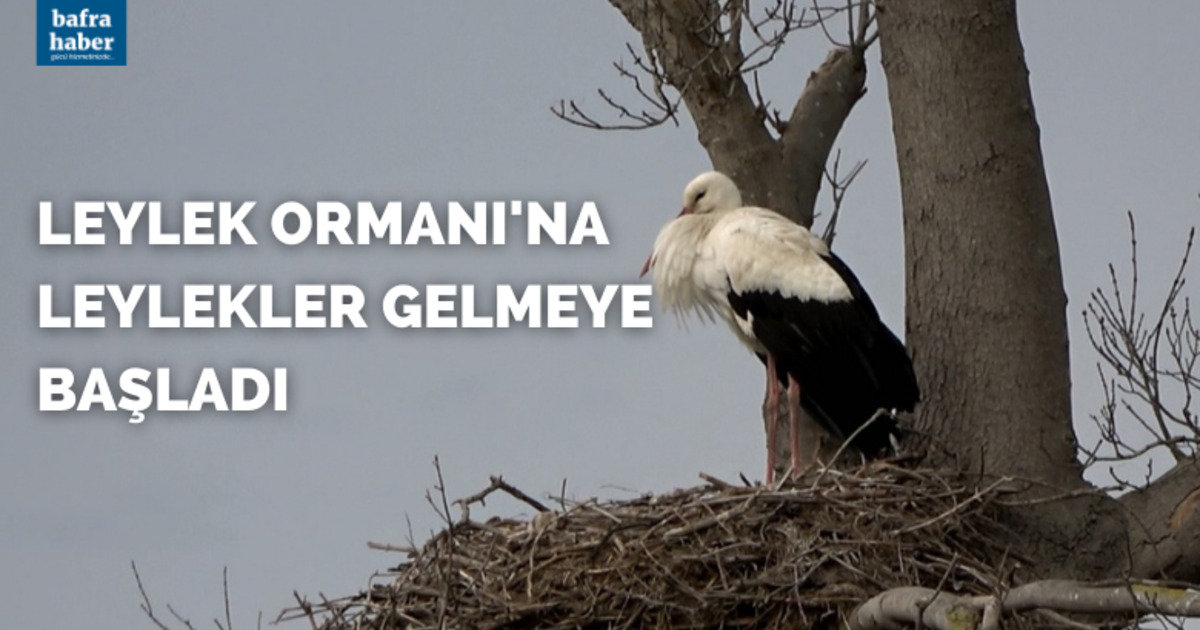 Leylek Ormanı’na leylekler gelmeye başladı