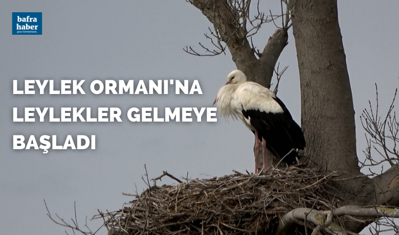 Leylek Ormanı’na leylekler gelmeye başladı