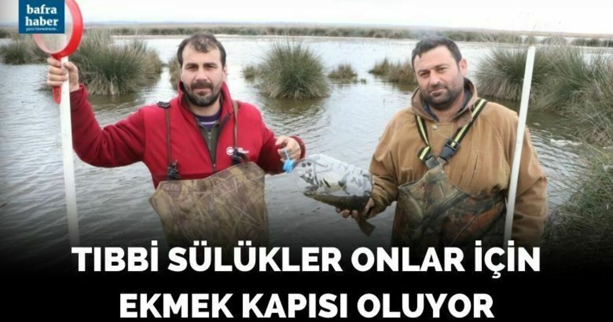 Tıbbi sülükler onlar için ekmek kapısı oluyor
