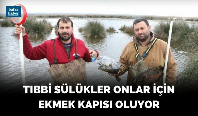 Tıbbi sülükler onlar için ekmek kapısı oluyor