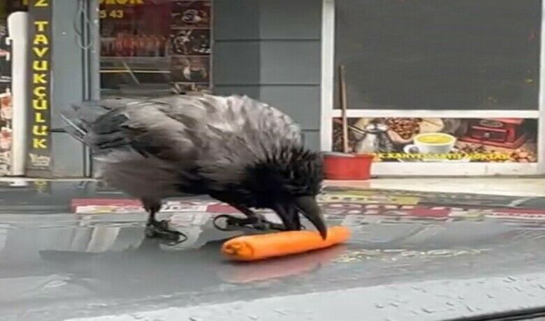 Acıkan kargaların yemek arayışı
 - Samsun’un Çarşamba ilçesinde son günlerde şehir merkezinde görünen kargaların yemek arayışı cep telefonu kamerasına yansırken, kargaların insanlara karşı uysal olması dikkatleri çekti.