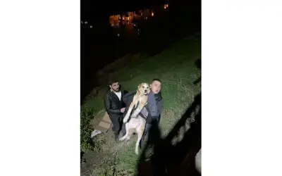 İftara giderken sokak köpeğinin hayatını kurtardı
