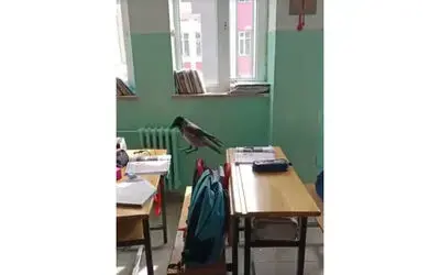 Sınıfa giren karga yemek aradı
