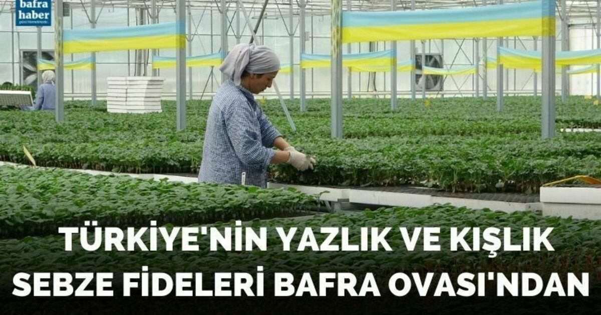 Türkiye’nin yazlık ve kışlık sebze fideleri Bafra Ovası’ndan