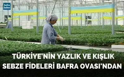 Türkiye’nin yazlık ve kışlık sebze fideleri Bafra Ovası’ndan