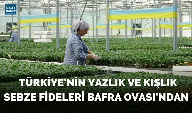 Türkiye’nin yazlık ve kışlık sebze fideleri Bafra Ovası’ndan