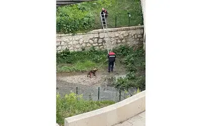Kavak’ta yürek ısıtan operasyon
