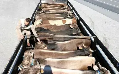 Şap hastalığı nedeniyle durdurulan hayvan hareketleri kısıtlaması 28 Nisan’da kalkıyor
