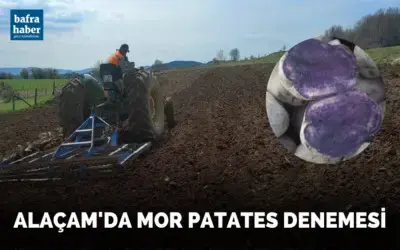 Alaçam'da Mor patates deneme ekimi