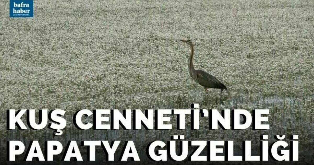Kuş Cenneti’nde papatya güzelliği