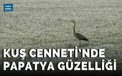 Kuş Cenneti’nde papatya güzelliği