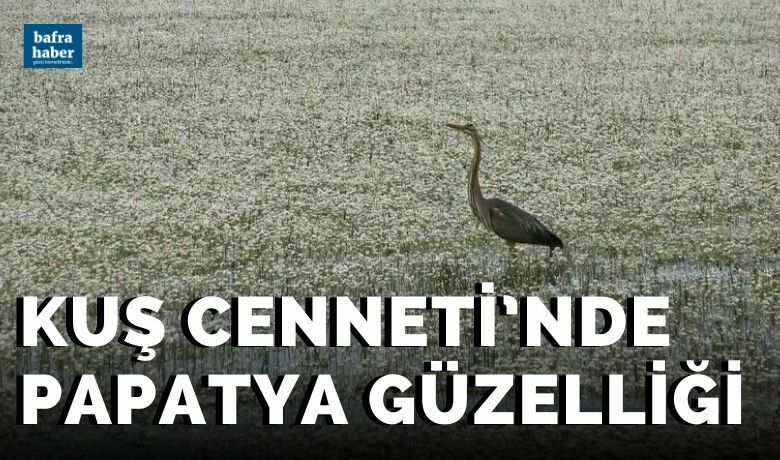 Kuş Cenneti’nde papatya güzelliği