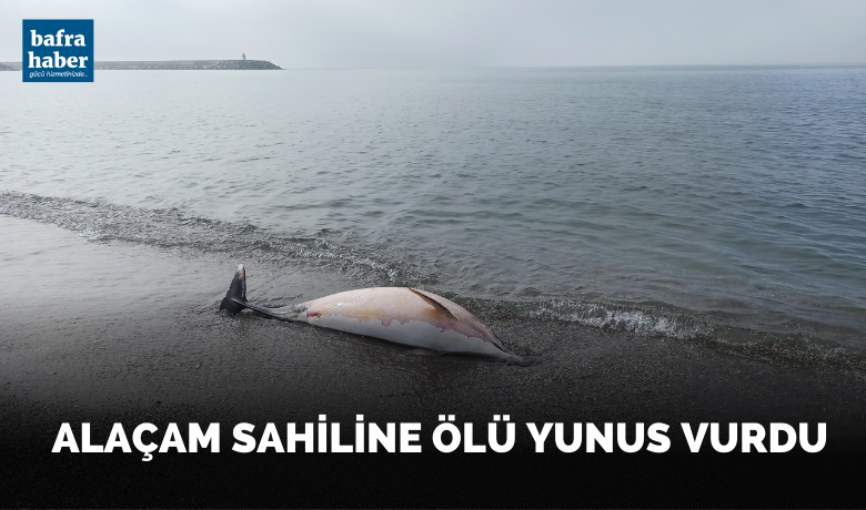 Alaçam sahiline ölü yunus vurdu