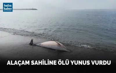 Alaçam sahiline ölü yunus vurdu