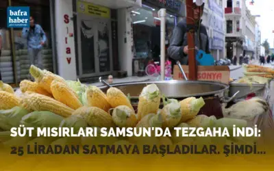 Süt mısırları Samsun'da tezgaha indi