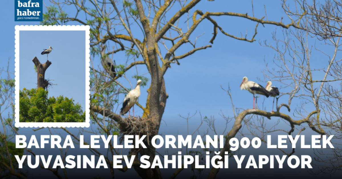 Bafra Leylek Ormanı 900 leylek yuvasına ev sahipliği yapıyor
