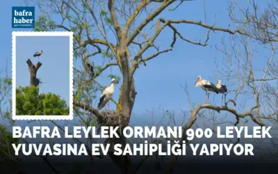 Bafra Leylek Ormanı 900 leylek yuvasına ev sahipliği yapıyor