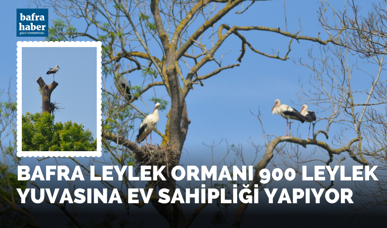 900 leylek yuvasına ev sahipliği yapıyor