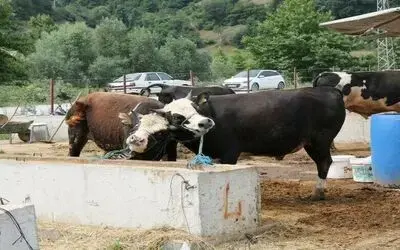 Samsun’da SAT-2 tipi şap hastalığı ile mücadele
