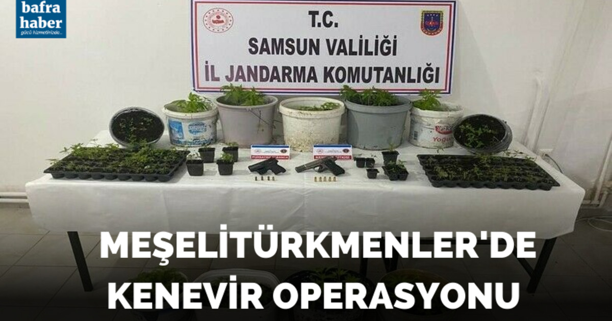 Bafra’da kenevir operasyonu