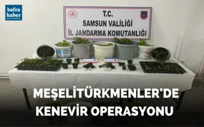 Bafra’da kenevir operasyonu