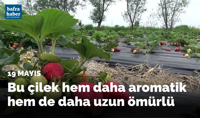 Bu çilek hem daha aromatik hem de daha uzun ömürlü - SAMSUN (İHA) – Diğer bölgelerde yetişen çileklere göre daha aromatik ve daha uzun ömürlü olan çileğin hasadına Samsun’un 19 Mayıs ilçesinde başlandı.