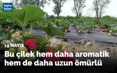 Bu çilek hem daha aromatik hem de daha uzun ömürlü