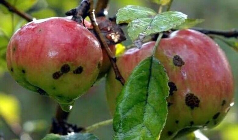 Elma, armut ve şeftaliüreticilerinin alması gereken acil önlemler - Samsun Tarım ve Orman İl Müdürü İbrahim Sağlam, şeftalide görülen ‘meyve güvesi’ zararlısı ile elma ve armutta görülen ‘kara leke’ hakkında çiftçilere uyarıda bulundu.