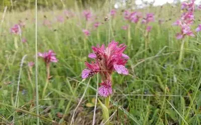 Tıbbi ve aromatik bitkiler orman köylüsünün geçim kaynağı oluyor
