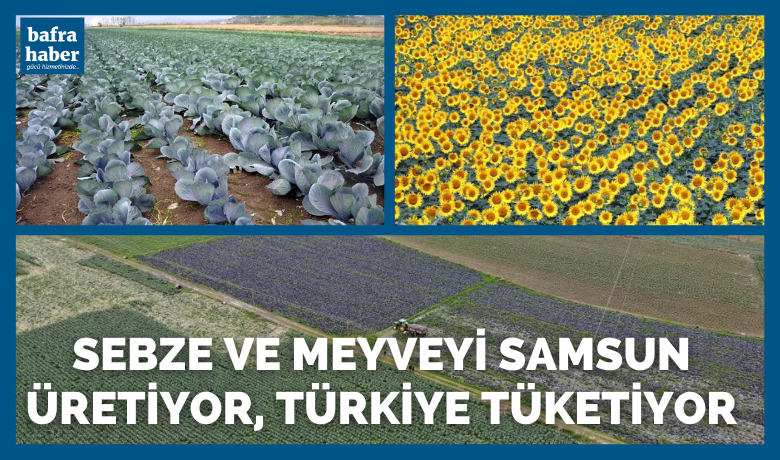 Sebze ve meyveyiSamsun üretiyor, Türkiye tüketiyor - Yüzölçümünün yarıya yakınını üretime ayıran Samsun’da üretilen sebze, meyve ve tarla bitkileri, Türkiye’nin 81 ilindeki ve dünyadaki mutfaklar ile buluşuyor. Verimli Samsun ovaları çeltik, fındık, lahana, karnabahar gibi ürünlerde Türkiye’nin yıllık üretiminin büyük kısmını kapsıyor.
