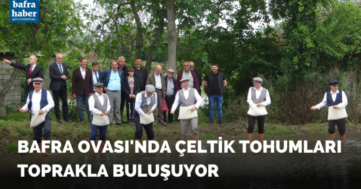 Bafra Ovası’nda çeltik tohumları toprakla buluşuyor