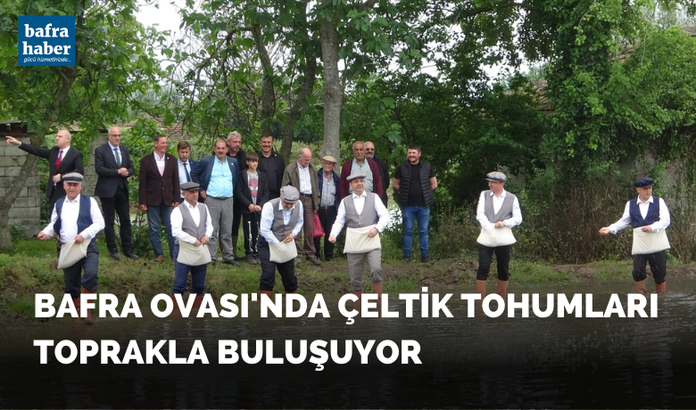 Bafra Ovası’nda çeltik tohumları toprakla buluşuyor