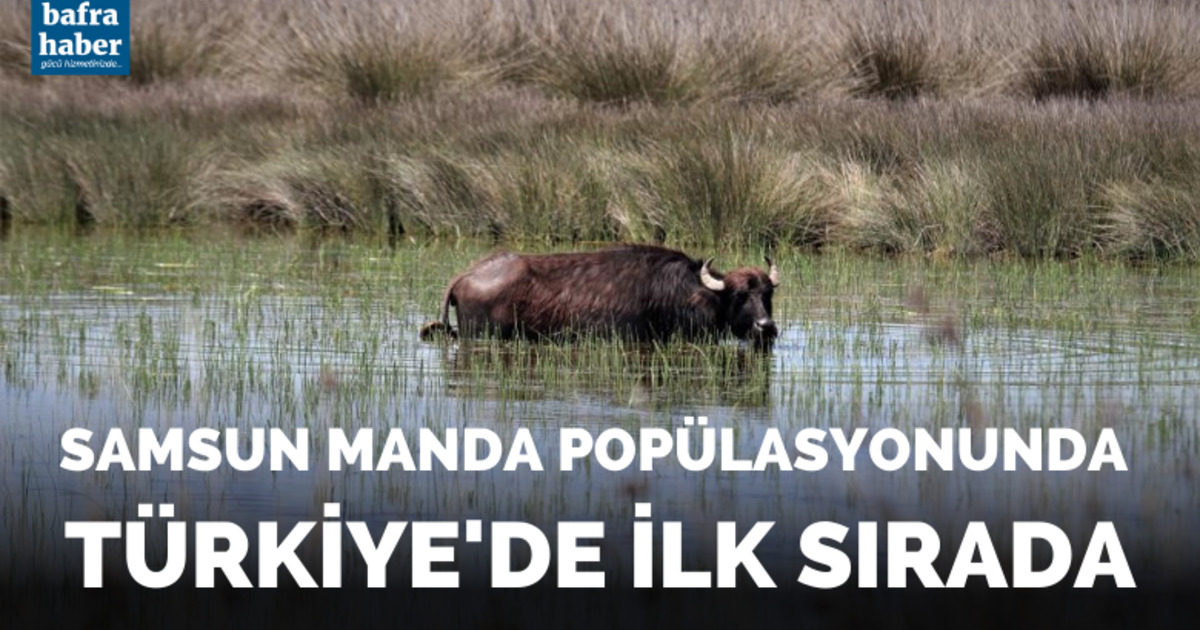 Samsun manda popülasyonunda Türkiye’de ilk sırada