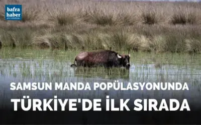 Samsun manda popülasyonunda Türkiye’de ilk sırada