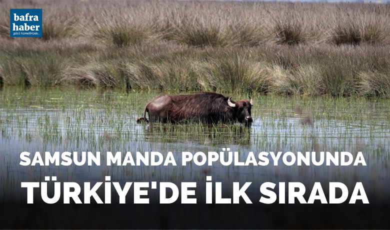 Samsun manda popülasyonunda Türkiye’de ilk sırada